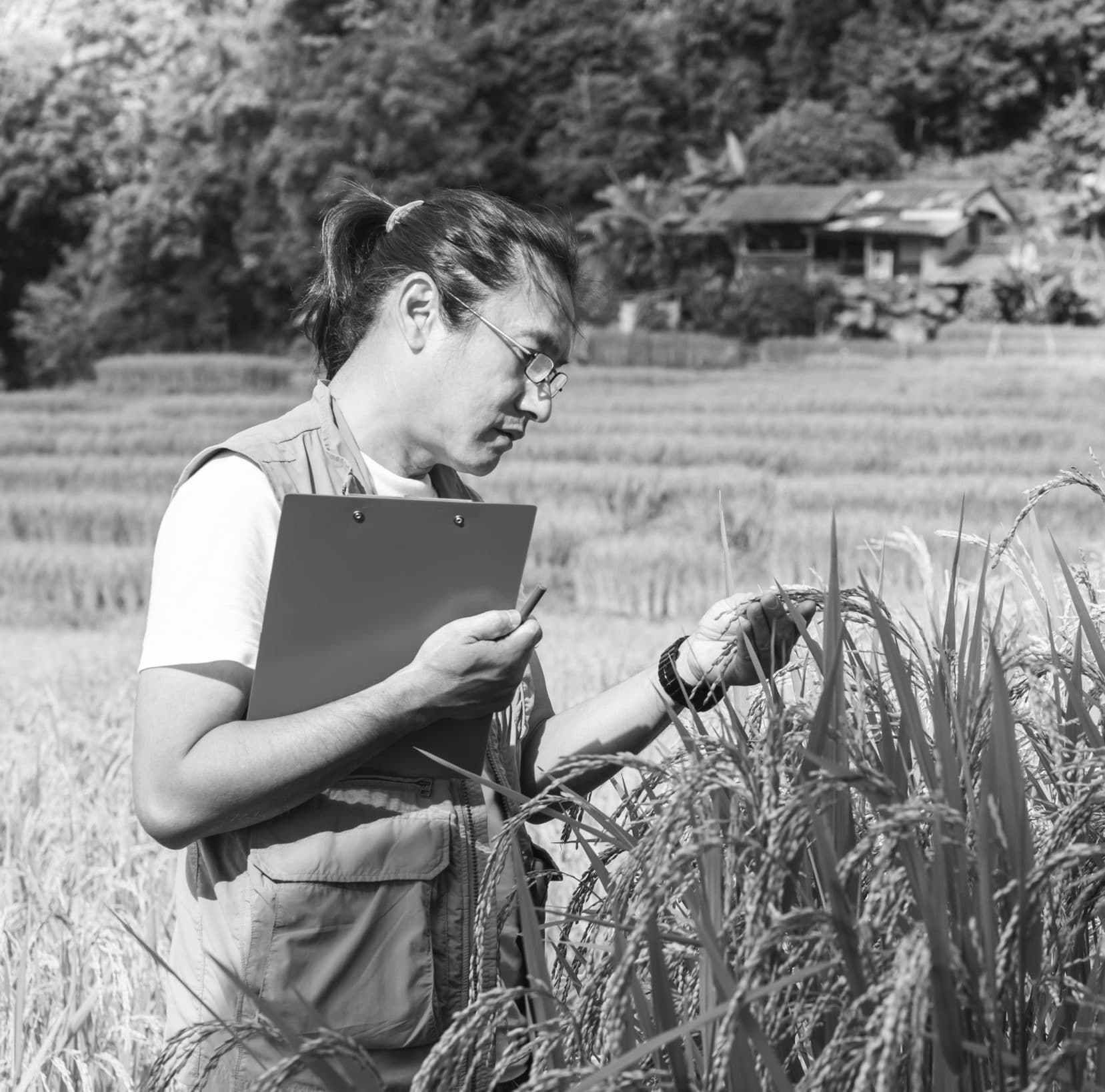 International Rice Research Institute: Organisational design and